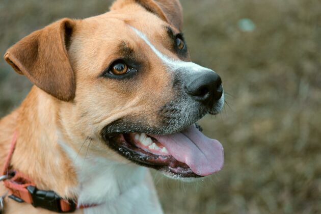 500 Cute Dog Names Starting With S Unique Male Female Dog Names