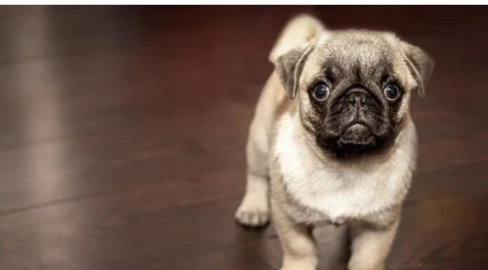 Top 500 Dog Names Starting with C Top Dog Names Starting with C