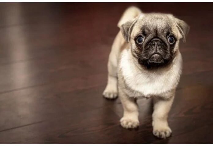 Top Dog Names Starting with C Top Dog Names Starting with C