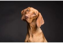 Top 450 Dog Names Starting with D Top Dog Names Starting with D