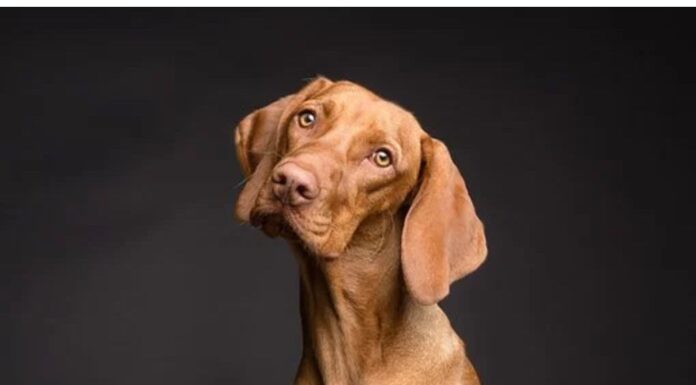 Top 450 Dog Names Starting with D Top Dog Names Starting with D