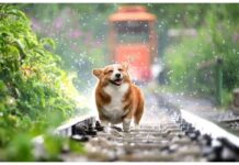 Top 350 Dog Names Starting with E Top Dog Names Starting with E