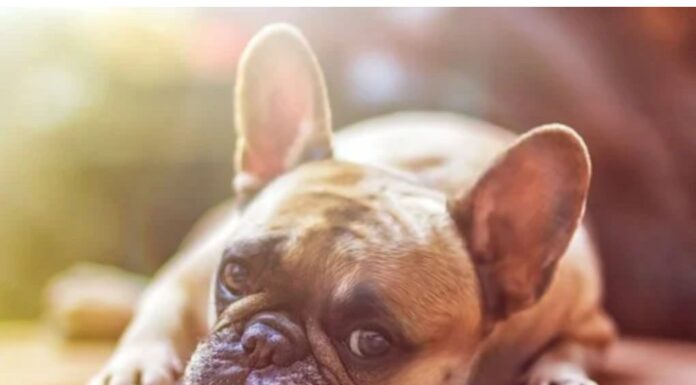 Top 500 Dog Names Starting with F Top Dog Names Starting with F