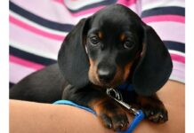 Top 500 Dog Names Starting with G Top Dog Names Starting with G