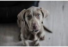 Top 400 Dog Names Starting with H Top Dog Names Starting with H