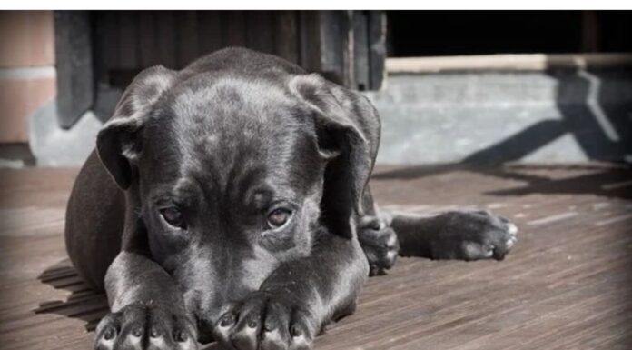 Top 250 Dog Names Starting with I Top Dog Names Starting with I