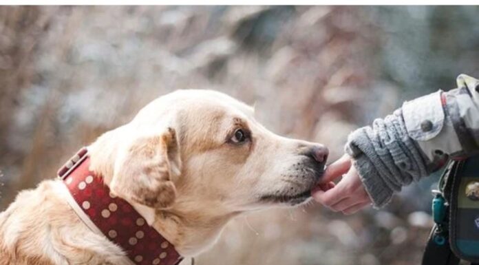 Top 400 Dog Names Starting with J Top Dog Names Starting with J