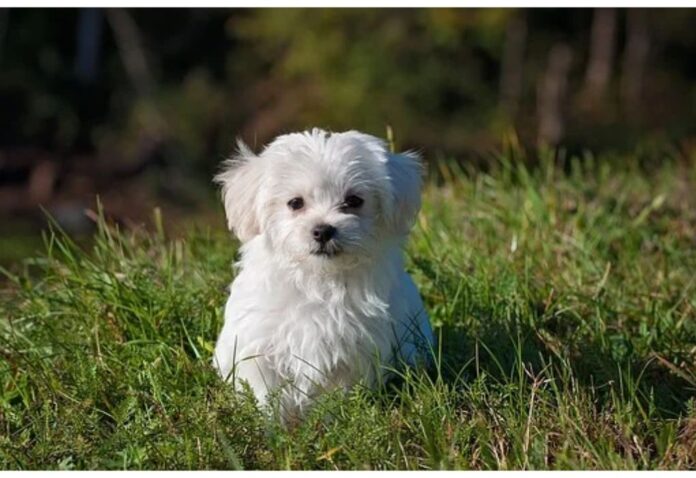 Top Dog Names Starting with K