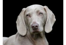 Top 500 Dog Names Starting with M Top Dog Names Starting with M