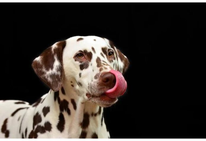 Top Dog Names Starting with N Top Dog Names Starting with N