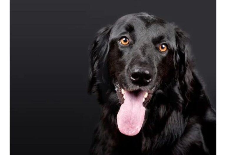 400 Cute Dog Names Starting with P Unique Male & Female Dog Names