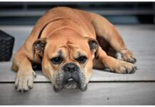 Top 130 Dog Names Starting with Q Top Dog Names Starting with Q