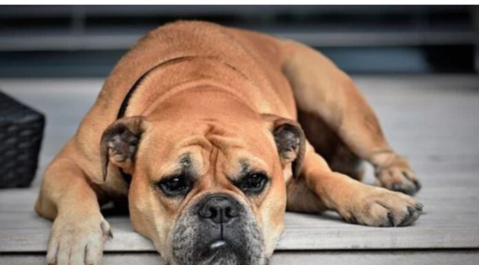 Top 130 Dog Names Starting with Q Top Dog Names Starting with Q