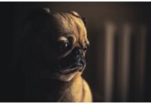 Top 150 Dog Names Starting with W Top Dog Names Starting with W