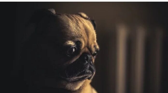 Top 150 Dog Names Starting with W Top Dog Names Starting with W