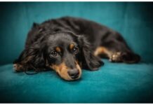 Top 50 Dog Names Starting with X Top Dog Names Starting with X