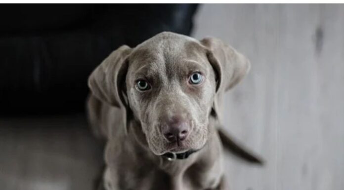 Top 120 Girl Dog Names Starting with H Top Girl Dog Names Starting with H