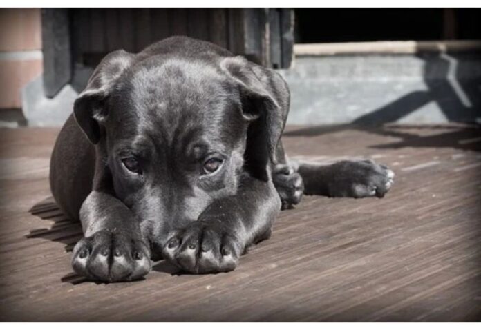 Top Girl Dog Names Starting with I