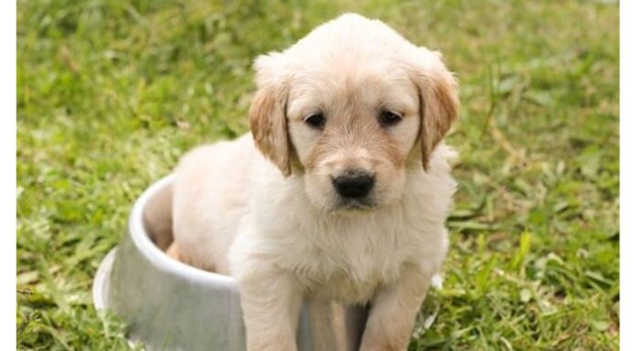 Top 200 Girl Dog Names Starting with L Top Girl Dog Names Starting with L