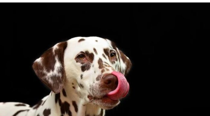 Top 150 Girl Dog Names Starting with N Top Girl Dog Names Starting with N