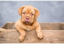 Top 100 Girl Dog Names Starting with O Top Girl Dog Names Starting with O