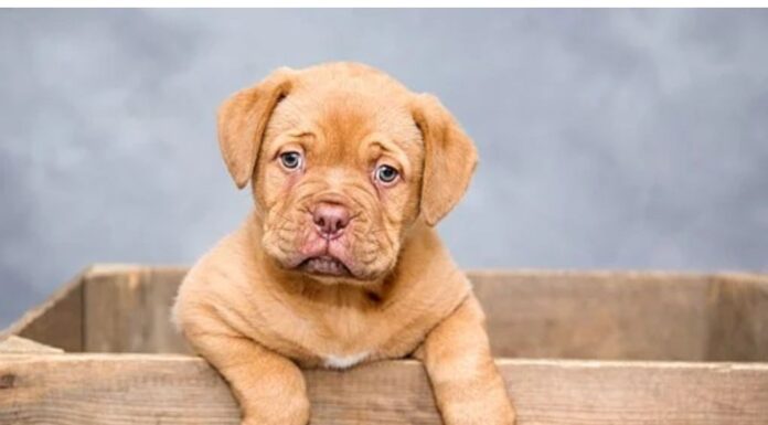 Top 100 Girl Dog Names Starting with O Top Girl Dog Names Starting with O