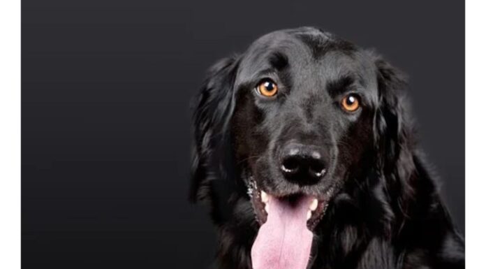 Top 150 Girl Dog Names Starting with P Top Girl Dog Names Starting with P