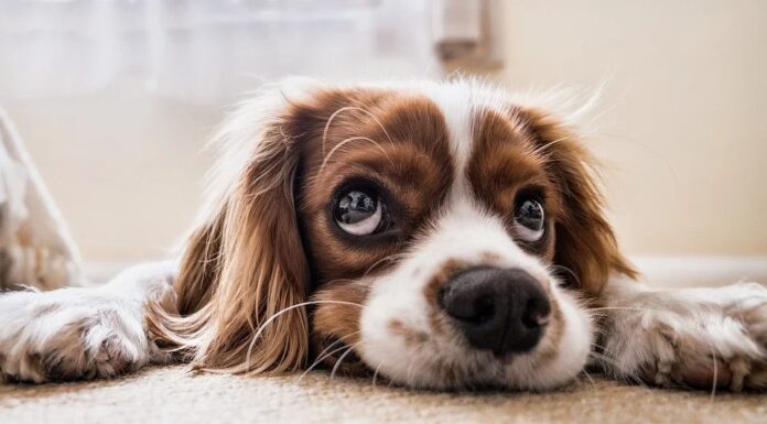 Top 400 Boy Dog Names Starting with A Top Male Dog Names Starting with A