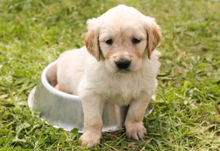 350 Cute & Unique Boy Dog Names Starting with B - Male Dog ...