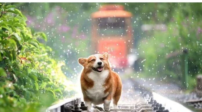 Top 210 Boy Dog Names Starting with E Top Male Dog Names Starting with E