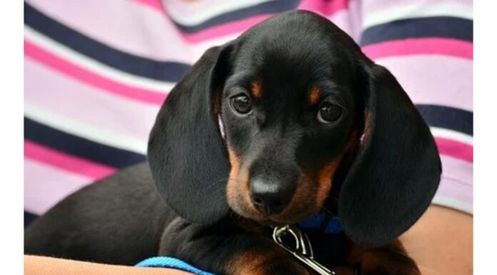 Top 320 Boy Dog Names Starting with G Top Male Dog Names Starting with G