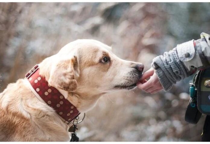 Top Male Dog Names Starting with J