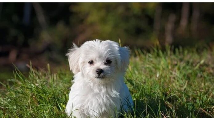 Top 250 Boy Dog Names Starting with K Top Male Dog Names Starting with K