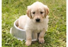 Top Male Dog Names Starting with L