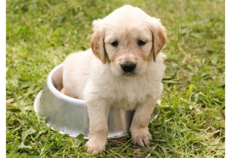 170 Cute & Unique Boy Dog Names Starting with L Male Dog Names