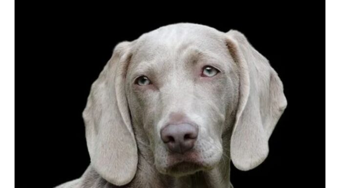 Top 325 Boy Dog Names Starting with M Top Male Dog Names Starting with M