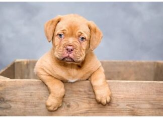 Top Male Dog Names Starting with O