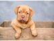 Top 150 Boy Dog Names Starting with O Top Male Dog Names Starting with O