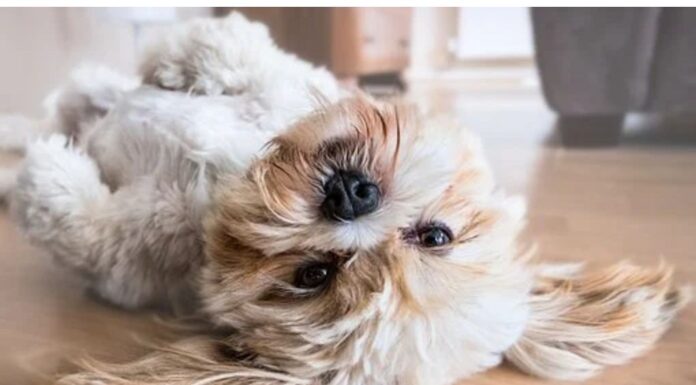 Top 170 Boy Dog Names Starting with R Top Male Dog Names Starting with R