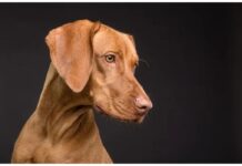 Top 390 Boy Dog Names Starting with S Top Male Dog Names Starting with S