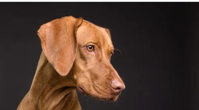 Top 390 Boy Dog Names Starting with S Top Male Dog Names Starting with S