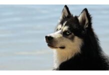 Top 90 Boy Dog Names Starting with U Top Male Dog Names Starting with U