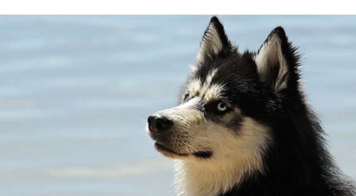 Top 90 Boy Dog Names Starting with U Top Male Dog Names Starting with U