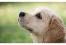 Top 80 Boy Dog Names Starting with V Top Male Dog Names Starting with V