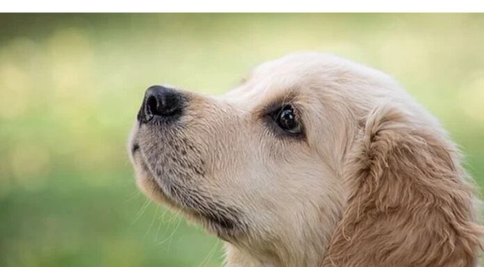 Top 80 Boy Dog Names Starting with V Top Male Dog Names Starting with V