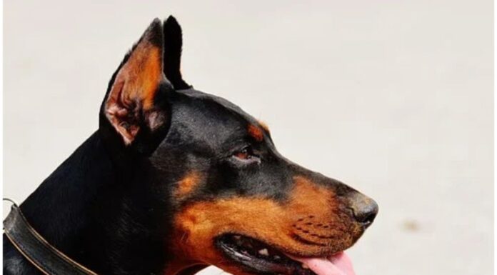 Top 70 Boy Dog Names Starting with Y Top Male Dog Names Starting with Y