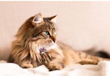 Top 500 Cat Names Starting with A Cat Names Starting with A