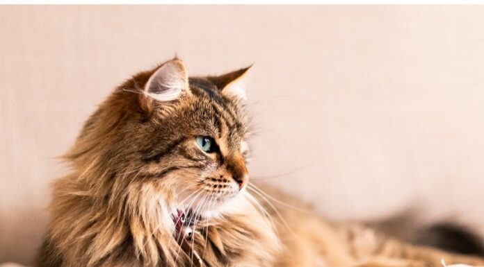 400+Top Male Cat Names That Start With A Cat Names Starting with A