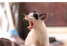 Top 500 Cat Names Starting with B Cat Names Starting with B