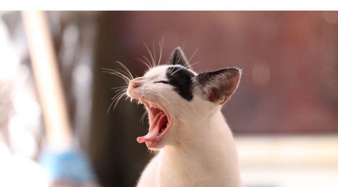 250+Top Female Cat Names That Start With B Cat Names Starting with B